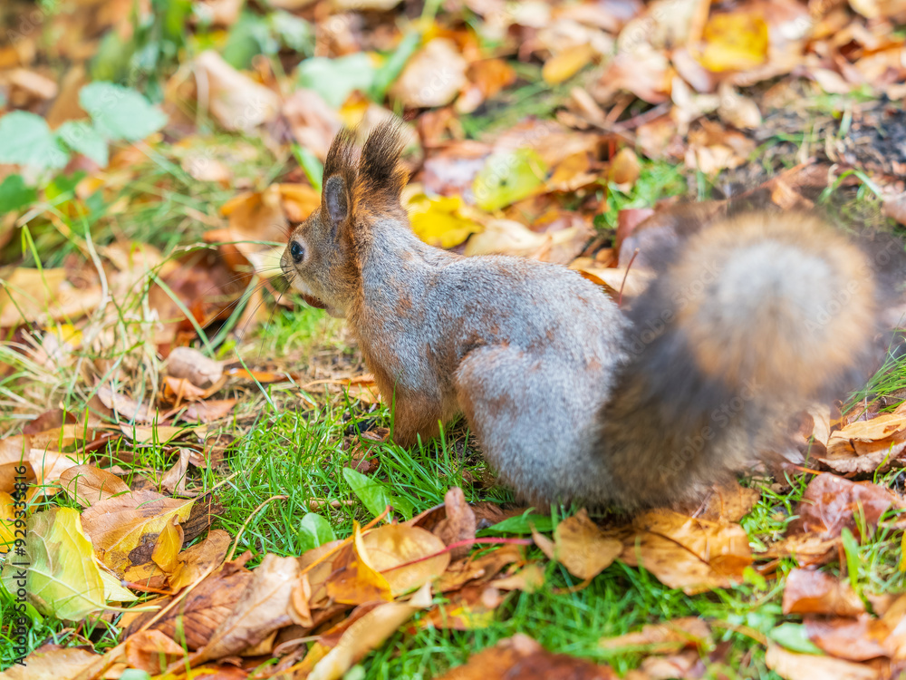 Squirrel in autumn hides nuts on the green grass with fallen yellow leaves Squirrel in autumn hides nuts on the green grass with fallen yellow leaves