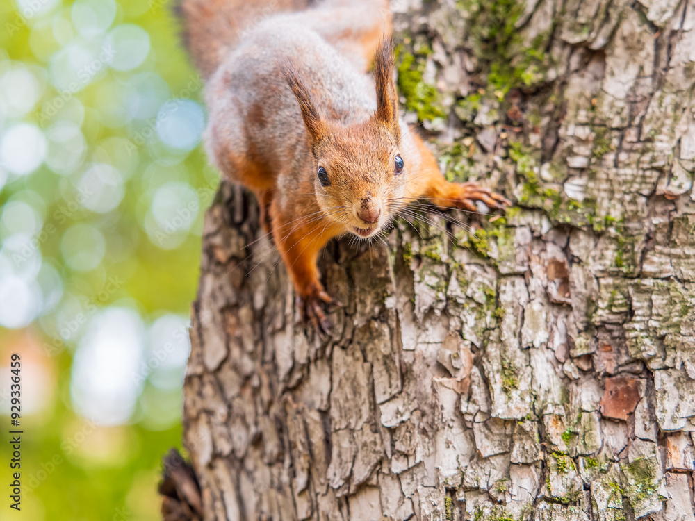 Portrait of a squirrel on a tree trunk Portrait of a squirrel on a tree trunk