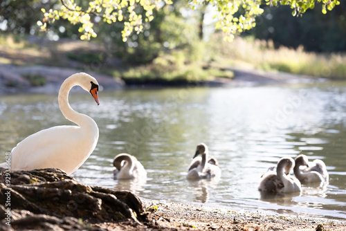 Mute swan (Cygnus olor) in a lake, Seurasaari, Helsinki, Finland. photo