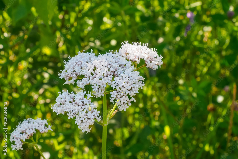 Flower. Valerian medicinal. A medicinal plant. Beautiful white flower. Beauty in nature. Flower. Valerian medicinal. A medicinal plant. Beautiful white flower. Beauty in nature.