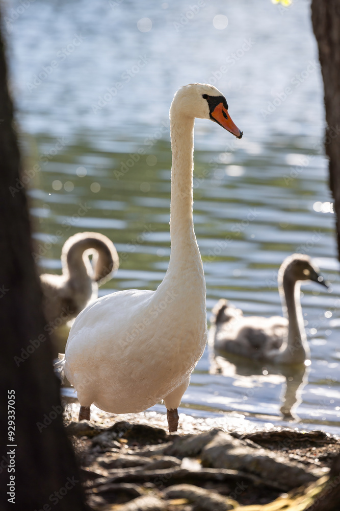 Mute swan (Cygnus olor) in a lake, Seurasaari, Helsinki, Finland. Mute swan (Cygnus olor) in a lake, Seurasaari, Helsinki, Finland.