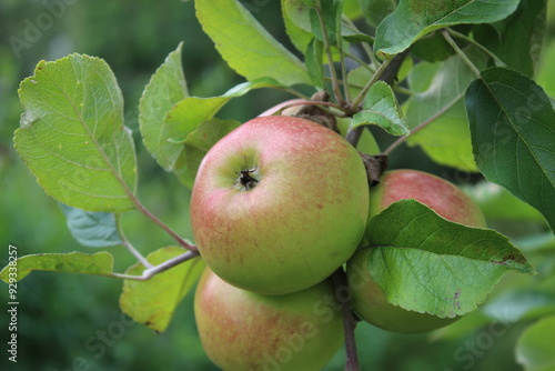 Makrofotografie von Äpfeln. Obstbäume im Garten. Grün im Hintergrund. Gesunde Essgewohnheiten. Vitamine und Mineralien. Vegane und vegetarische Nahrung. Ökologisch. Natürliches Muster.
