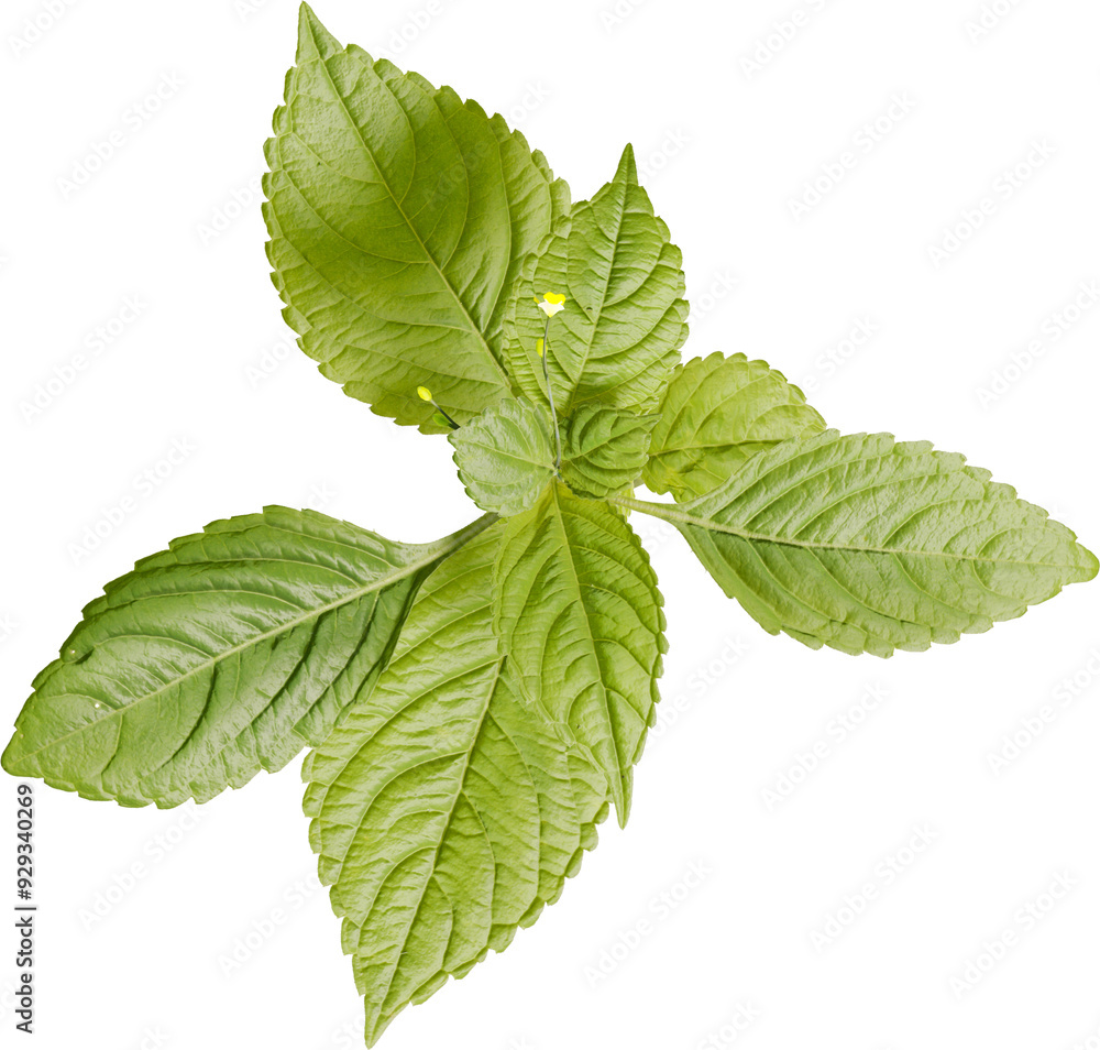 Top view of Small Balsam plant Top view of Small Balsam plant