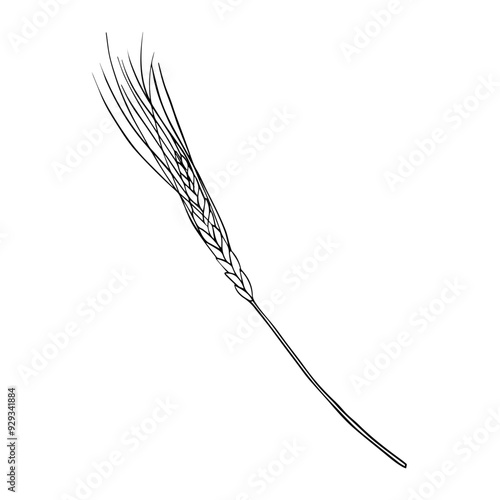 Vector Wheat Ears Sketch on isolated background. Hand drawn illustration ear rye in line art style painted by black inks. Simple contour Sketch for bakery and beer products