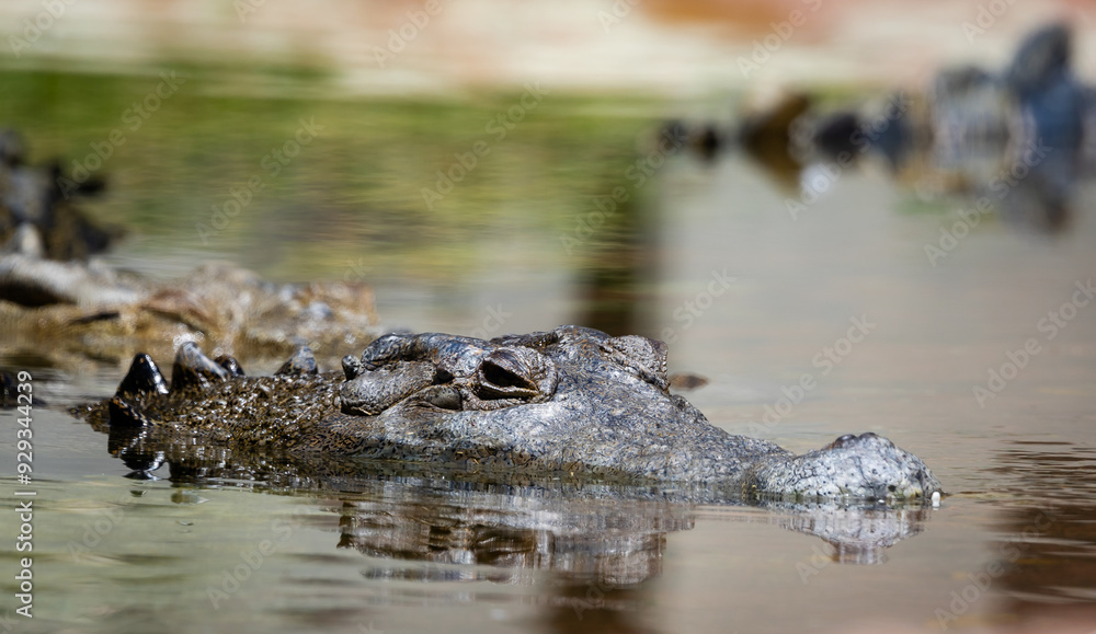 Adult American Alligator swimming in a canal at Okefenokee Swamp Park in Georgia. Adult American Alligator swimming in a canal at Okefenokee Swamp Park in Georgia.