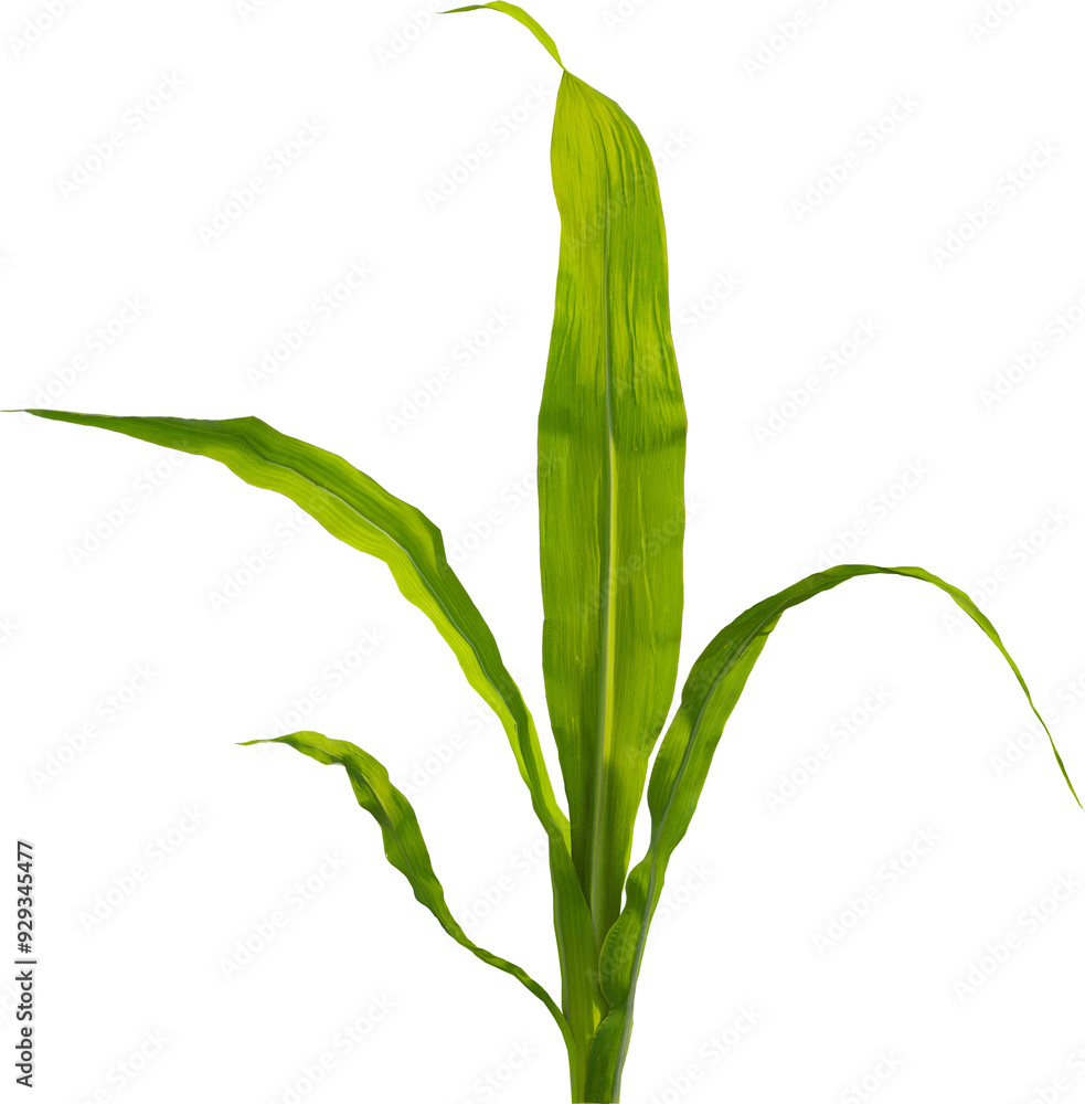 Side view of young maize plant - corn Side view of young maize plant - corn