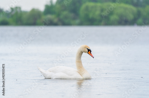 Graceful white Swan swimming in the lake, swans in the wild. Portrait of a white swan swimming on a lake.