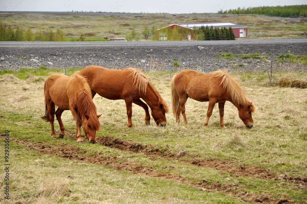 Beautiful Icelandic horses; Iceland; Europe Beautiful Icelandic horses; Iceland; Europe