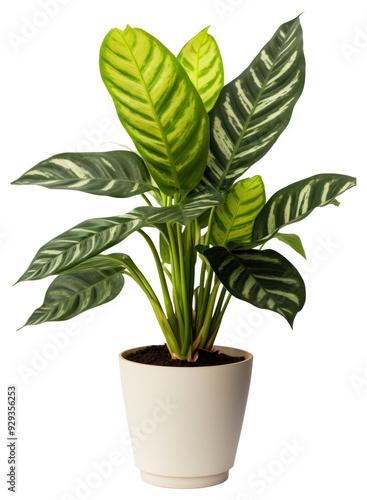 PNG Plant houseplant leaf transparent background.