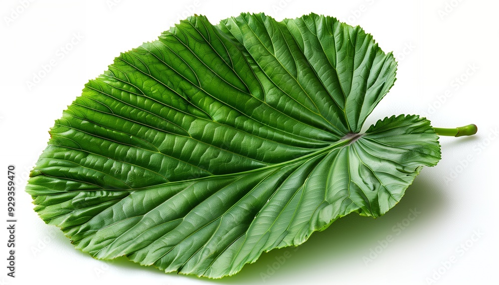 A large, textured green leaf with prominent veins and a smooth surface. A large, textured green leaf with prominent veins and a smooth surface.