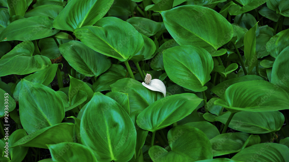 custom made wallpaper toronto digitalSpathiphyllum cannifolium decorative garden flower. Spathiphyllum abstract nature green background wallpaper banner. Tropical leaves jungle pattern concept