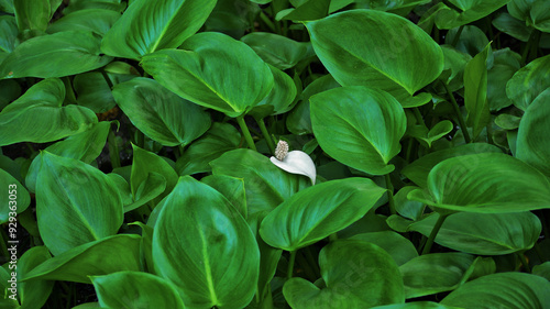 Wallpaper Mural Spathiphyllum cannifolium decorative garden flower. Spathiphyllum abstract nature green background wallpaper banner. Tropical leaves jungle pattern concept Torontodigital.ca