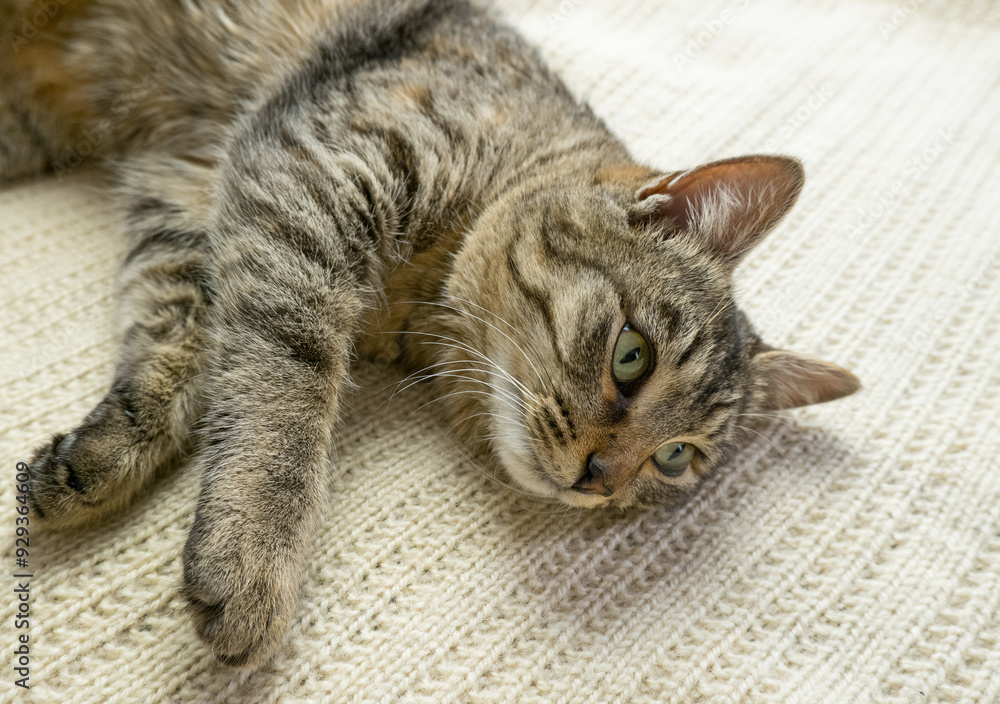 Portrait of a sleeping gray domestic cat on a knitted sweater. The cat lazily dozes