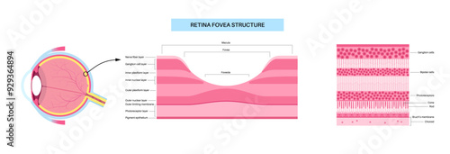 Macula fovea and foveola