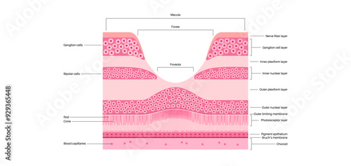 Macula fovea and foveola