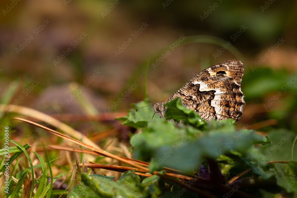Butterfly. Hipparchia syriaca. Eastern Rock Grayling. Butterfly. Hipparchia syriaca. Eastern Rock Grayling.