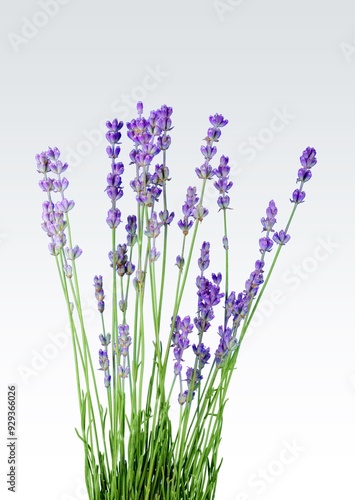 Bunch of beautiful aroma lavender flowers