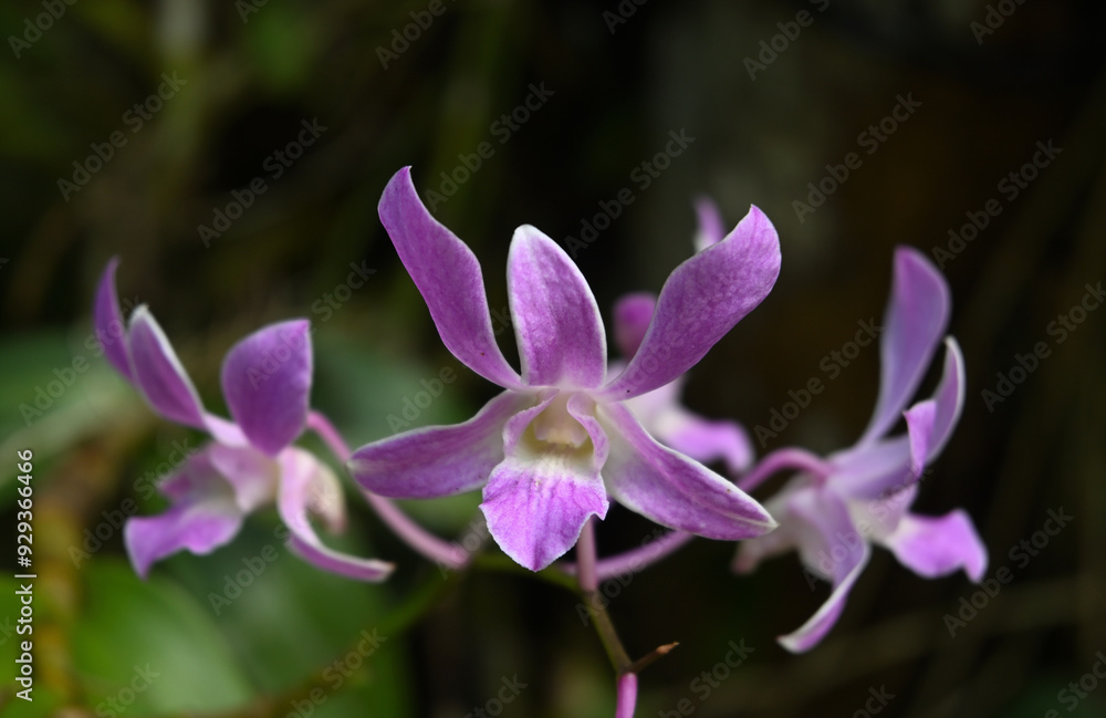 Close up of a light purple orchid flower blooming among a group of orchid flowers Close up of a light purple orchid flower blooming among a group of orchid flowers
