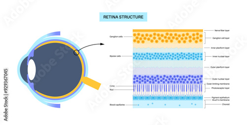 Retina structure poster
