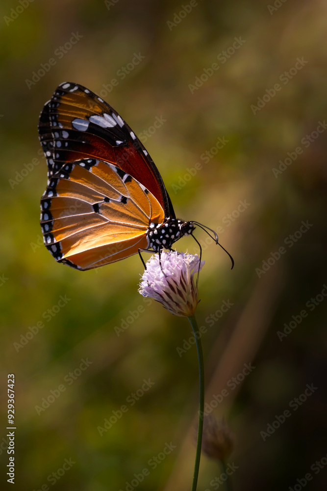 Fototapeta premium Colorful butterfly. Danaus chrysippus. Plain Tiger. Nature background. 