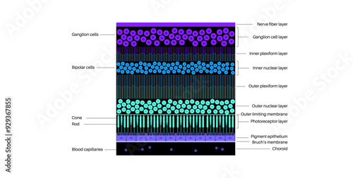 Retina structure poster