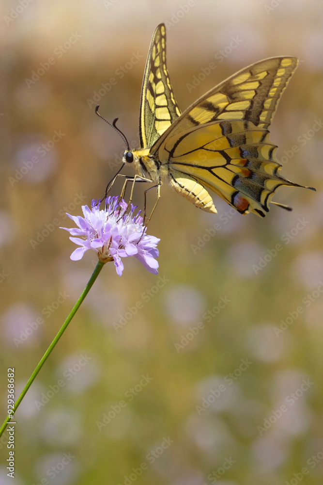Fototapeta premium Butterfly. Swallowtail. Papilio machaon. Colorful nature background.