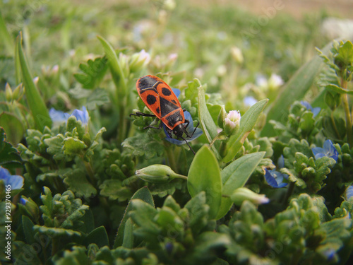 The Bug-Soldier. insect. Red soldier bug Pyrrohocoris apterus on the lavatera, pink mallow flower. Black and red insect on the green plant. Close-up of a swarm of Bugs in nature. photo