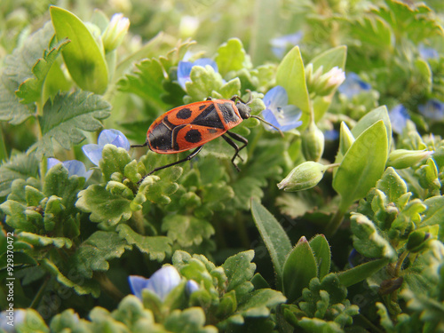 The Bug-Soldier. insect. Red soldier bug Pyrrohocoris apterus on the lavatera, pink mallow flower. Black and red insect on the green plant. Close-up of a swarm of Bugs in nature. photo