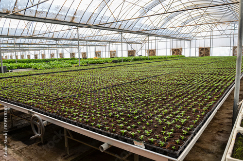 Foto Plants grown in an industrial scale in a weather controlled glasshouse