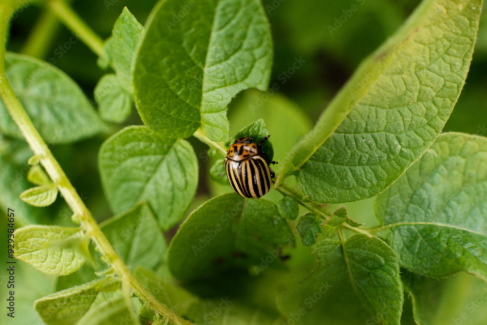A small black and yellow striped bug is sitting quietly on a green leaf A small black and yellow striped bug is sitting quietly on a green leaf