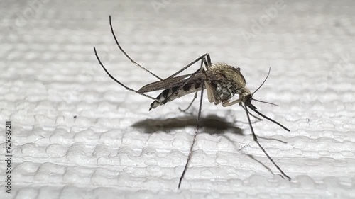 Wallpaper Mural A mosquito on white wall, close-up video of gnat Torontodigital.ca