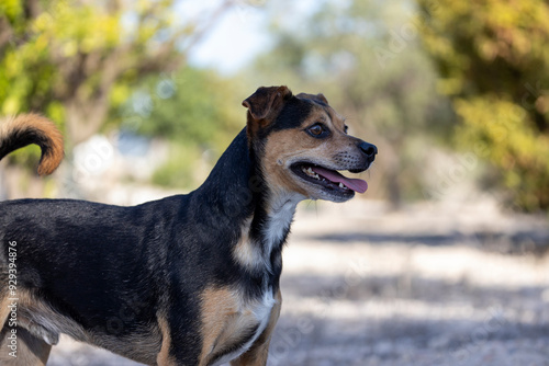 dog in the park