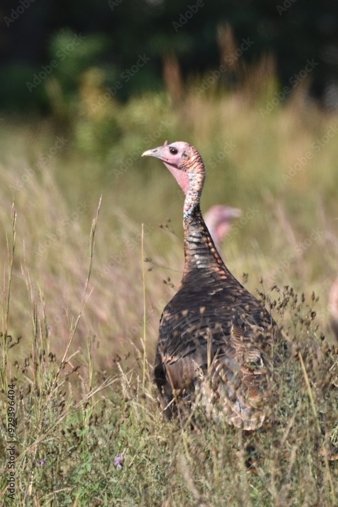 Turkeys feeding in a field Turkeys feeding in a field