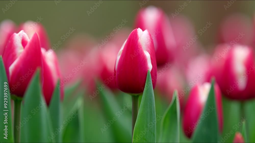 Visit the stunning Keukenhof Park in Amsterdam, famous for its colorful tulip fields and beautiful floral displays, especially in springa mustsee for nature enthusiasts and beauty lovers