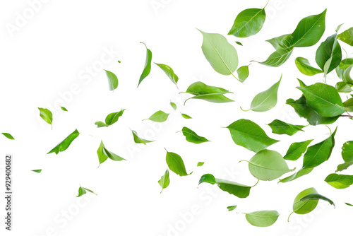 PNG Green leaves falling backgrounds plant herbs.