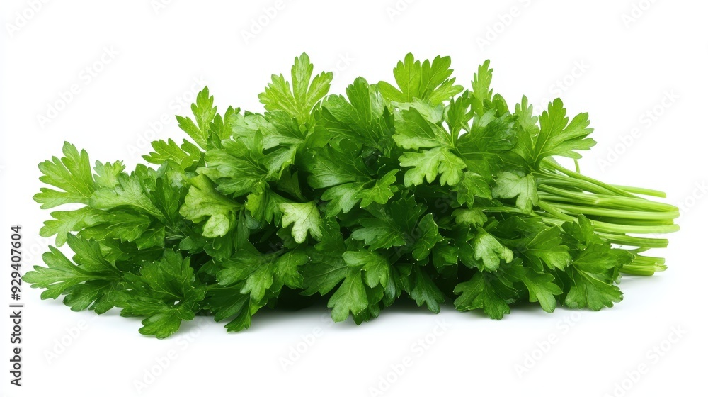 Fresh Parsley Leaves, Isolated On White Background, Ideal For Culinary And Herb-Themed Designs. . Generative ai Fresh Parsley Leaves, Isolated On White Background, Ideal For Culinary And Herb-Themed Designs. . Generative ai