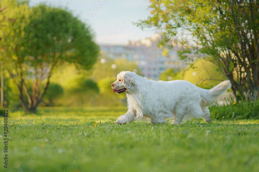 Fototapeta premium This Clumber Spaniel dog run and enjoys a quiet moment surrounded by colorful spring flowers.