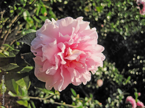 White sasanqua flowers