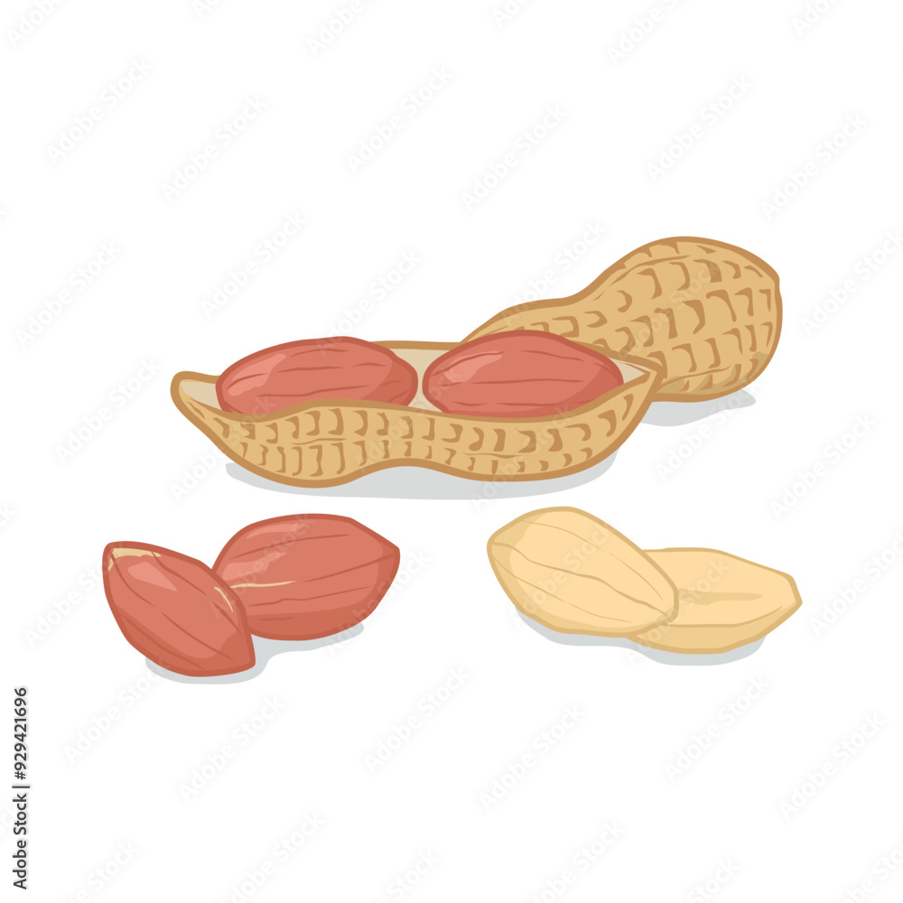 shelled peanut vectors shelled peanut vectors