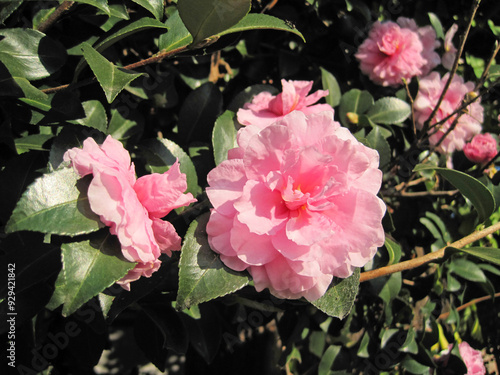 White sasanqua flowers