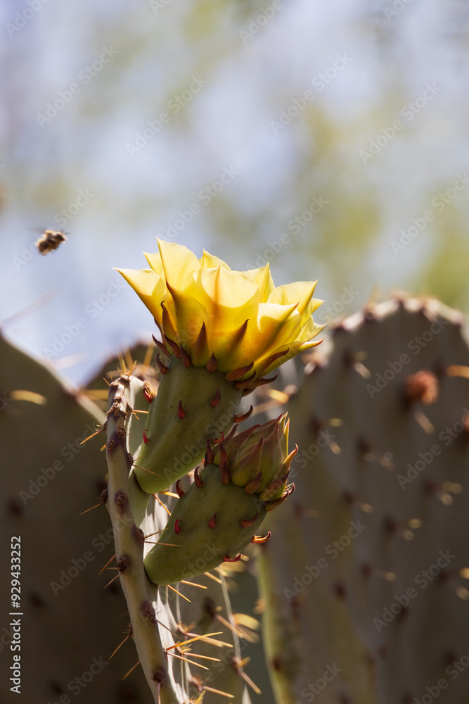 Prickly Pear cactus with buds and yellow flower, close-up Prickly Pear cactus with buds and yellow flower, close-up
