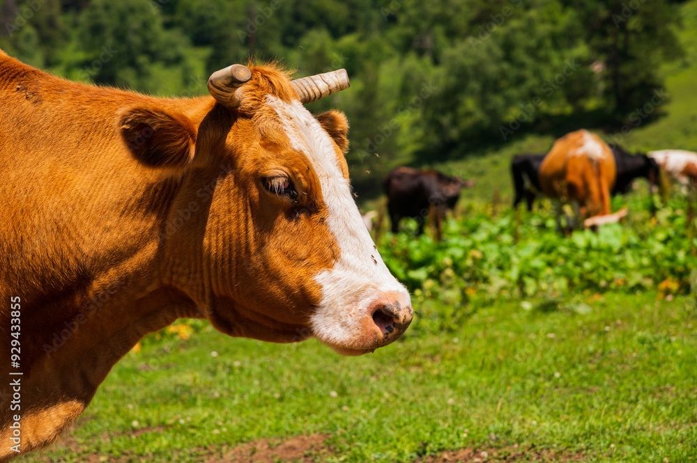 Cow looks friendly, portrait of mature and calm cow, gentle look, medium shot of brown and white cow on green meadow background
