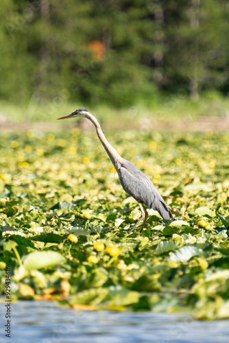 Blue heron in green lilly pads on Jackson lake 