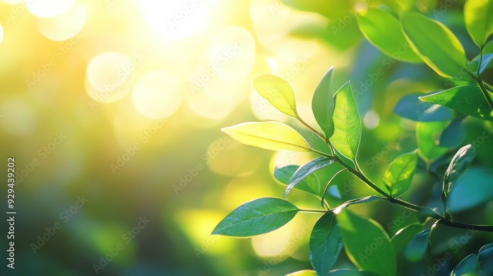 Sunlight Shining Through Green Leaves Sunlight Shining Through Green Leaves