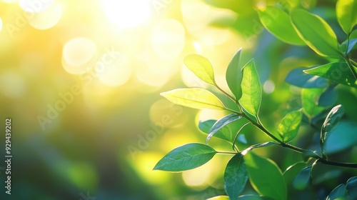 Sunlight Shining Through Green Leaves