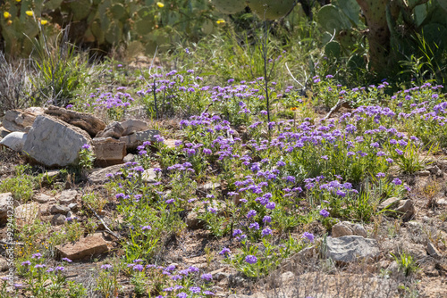 Dakota mock vervain in the desert photo