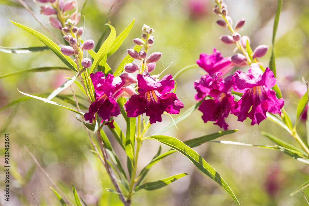 Obraz premium Chilopsis, desert willow pink flower blossom close-up 