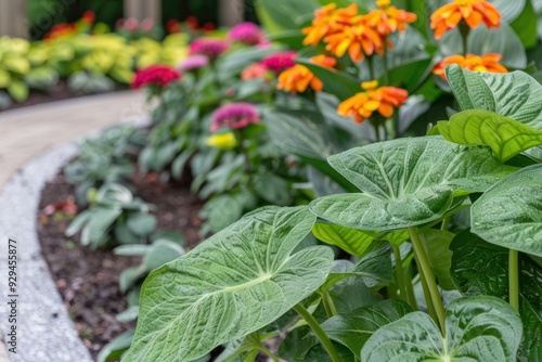 Close up of an Arum Tyleri plant with large green leaves photo