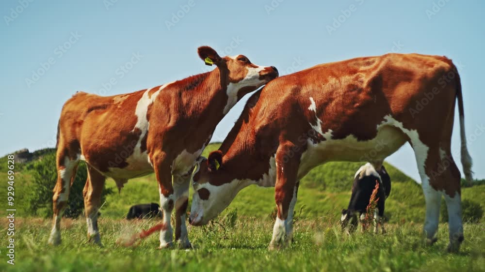 Brown And White Cows Grazing Peacefully In Lush Pasture Brown And White Cows Grazing Peacefully In Lush Pasture