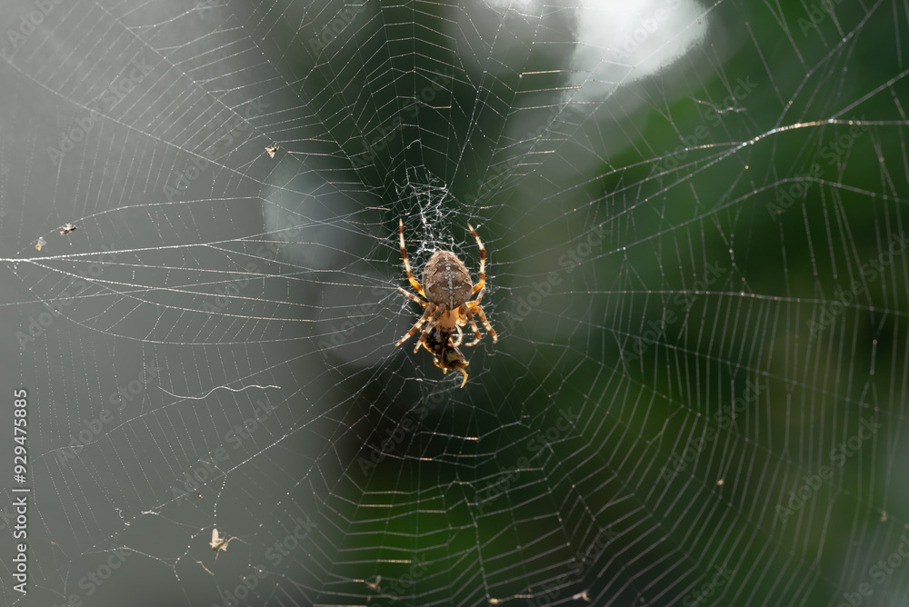 Adult female Araneus diadematus spider feeding on a wasp caught in a web in a garden in Quebec, Canada Adult female Araneus diadematus spider feeding on a wasp caught in a web in a garden in Quebec, Canada
